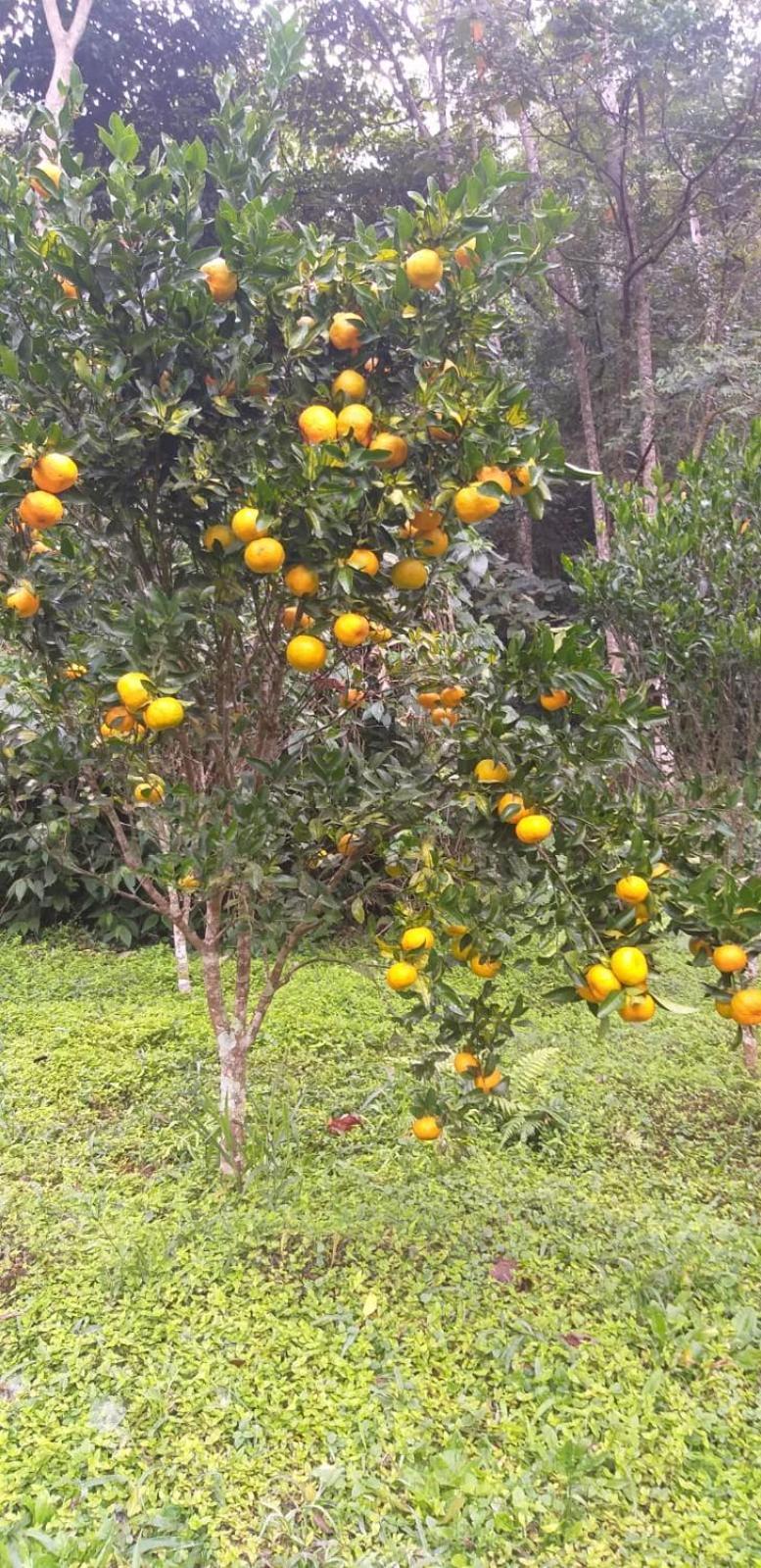 Fazenda Piloes Villa Petrópolis Екстериор снимка