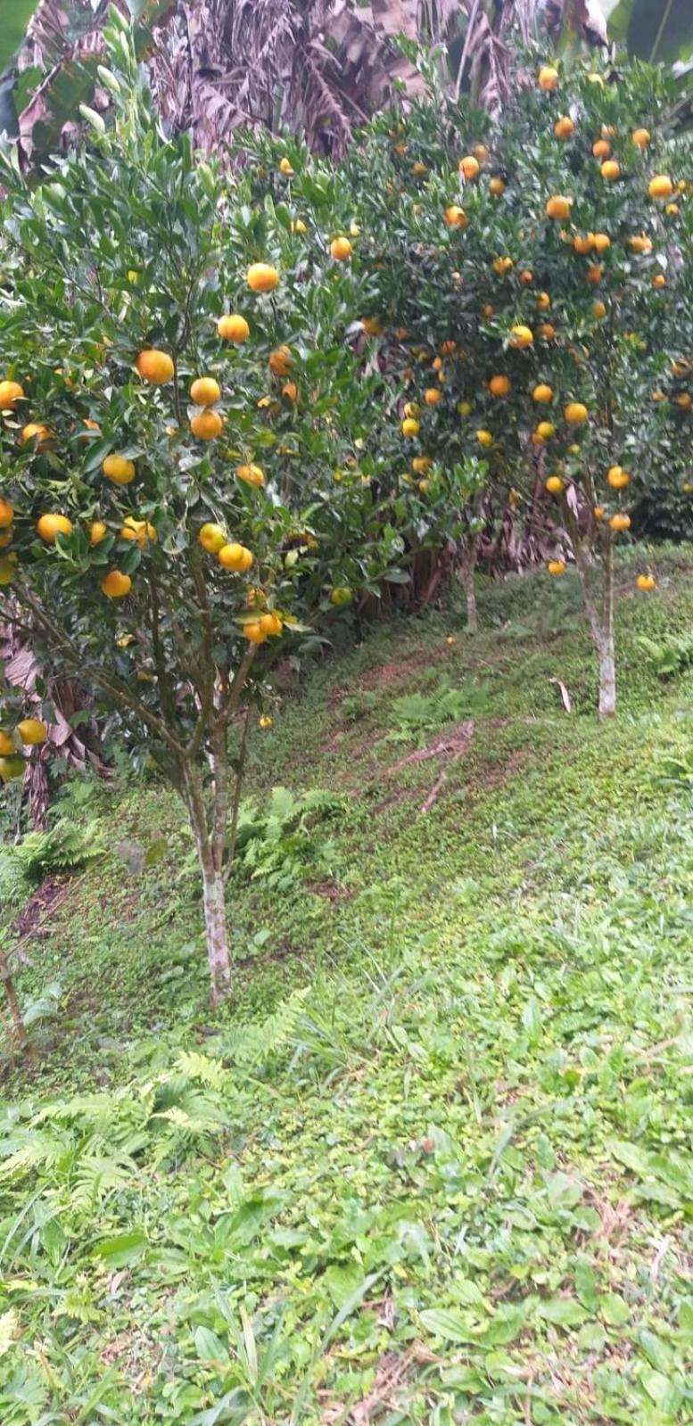 Fazenda Piloes Villa Petrópolis Екстериор снимка