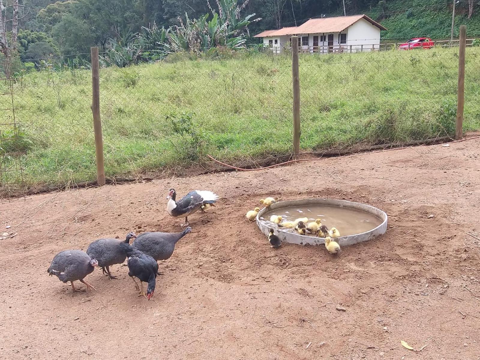 Fazenda Piloes Villa Petrópolis Екстериор снимка