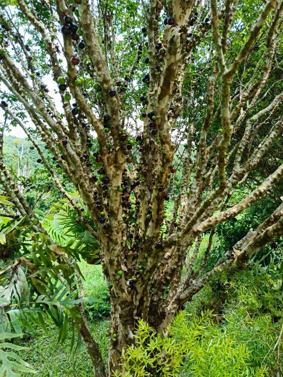 Fazenda Piloes Villa Petrópolis Екстериор снимка